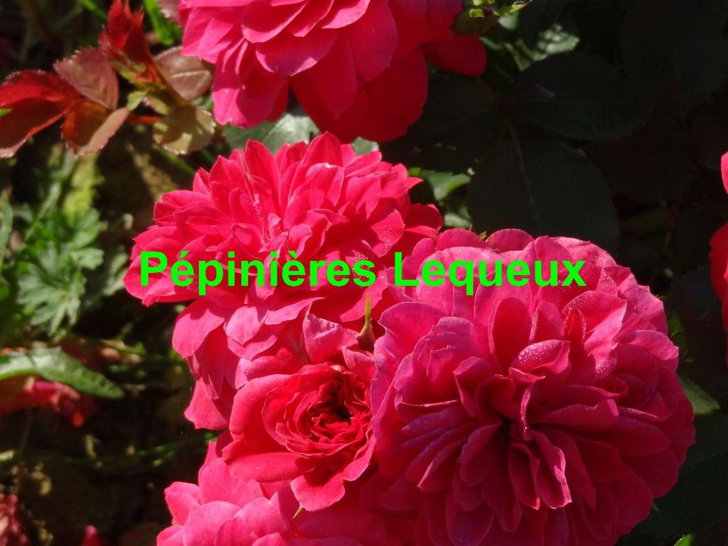 SANGRIA